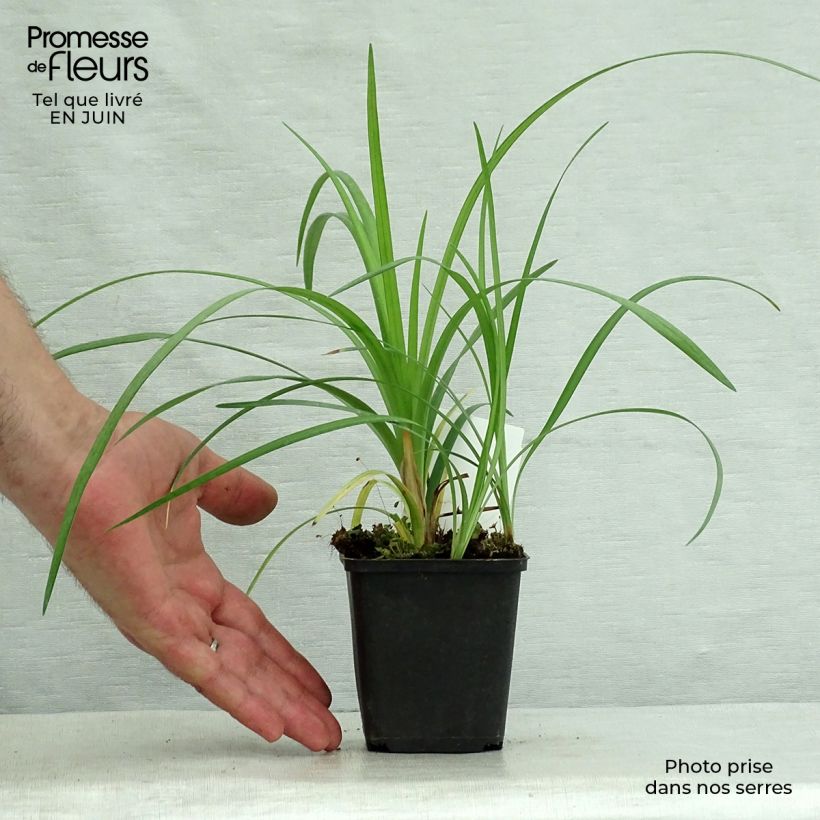 Esemplare di Liriope spicata Vasetto da 8/9 cm consegnato in estate