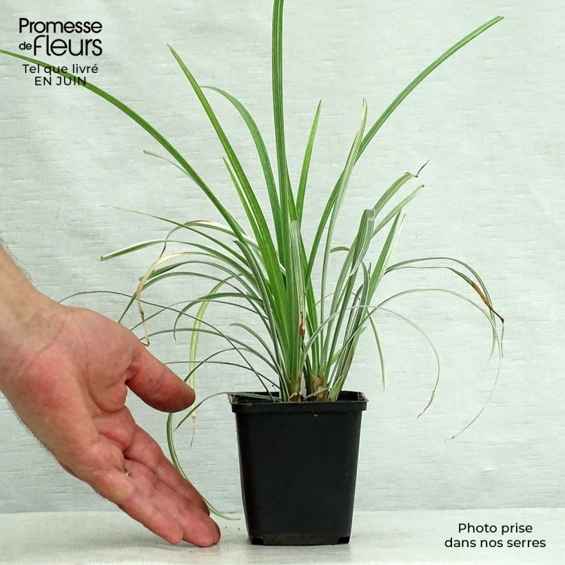 Esemplare di Liriope spicata Silver Dragon Vasetto da 8/9 cm consegnato in estate