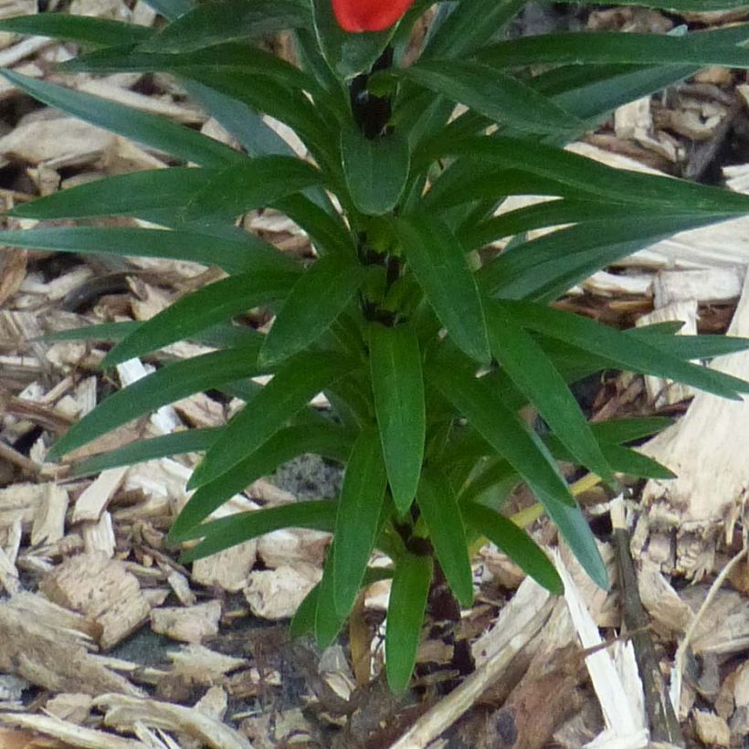 Giglio nano asiatico Crimson Pixie (Fogliame)