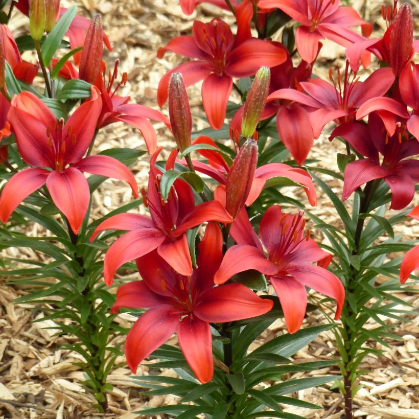 Giglio nano asiatico Crimson Pixie (Fioritura)