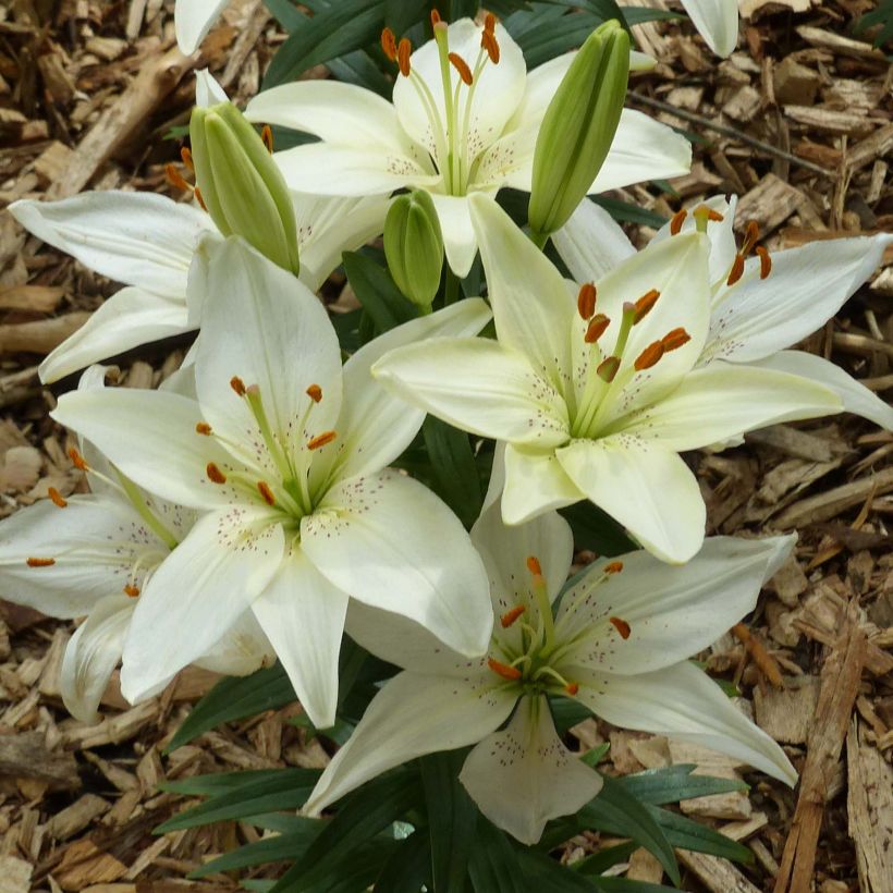 Giglio nano asiatico Ivory Pixie (Fioritura)