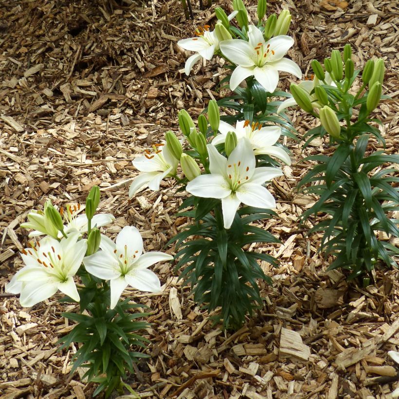 Giglio nano asiatico Ivory Pixie (Porto)