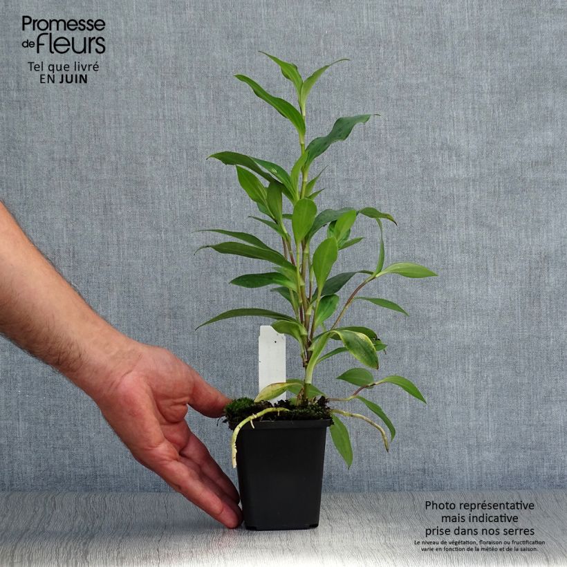 Esemplare di Tricyrtis formosana Vasetto da 8/9 cm consegnato in estate