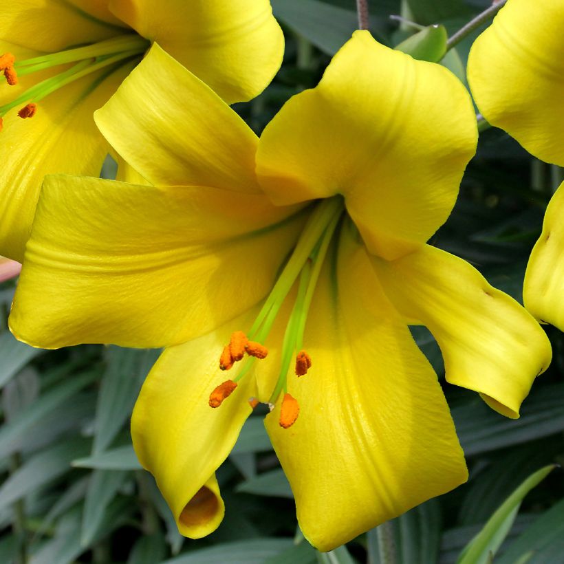 Giglio a tromba Golden Splendor (Fioritura)