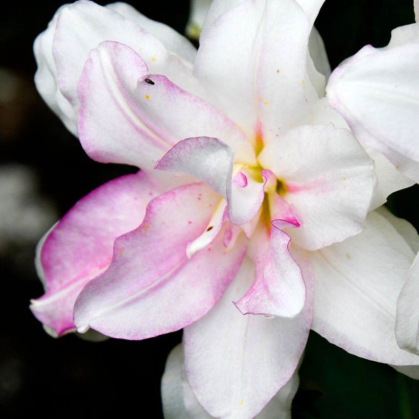 Giglio orientale Roselily Anouska (Fioritura)