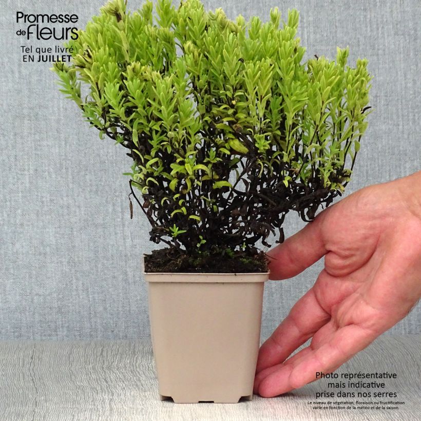 Esemplare di Lithodora diffusa Alba Vasetto da 8/9 cm consegnato in estate