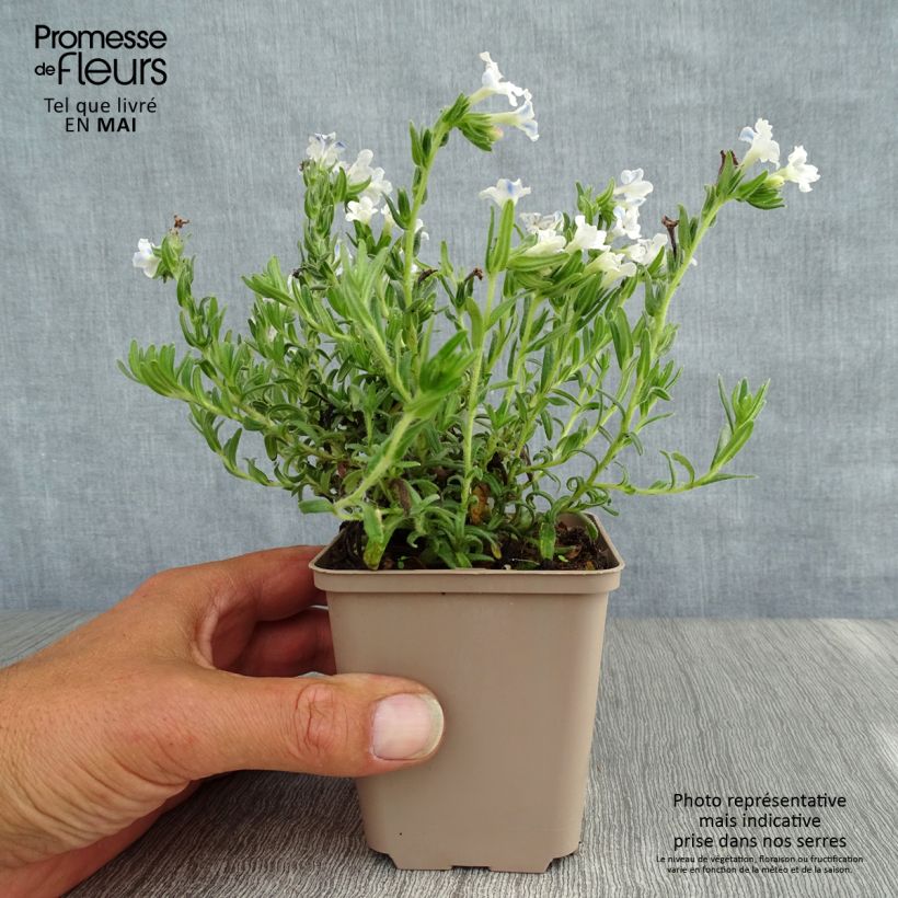 Lithodora diffusa Cambridge Blue - Grémil diffus Godet de 9cm esemplare consegnato in primavera