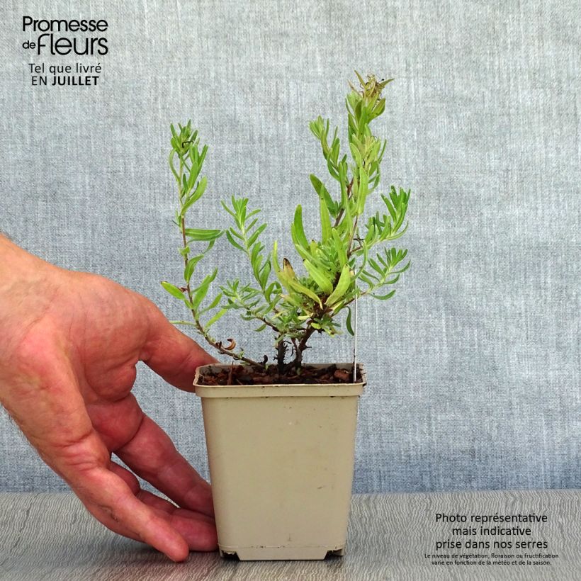Esemplare di Lithodora diffusa Star Vasetto da 8/9 cm consegnato in estate