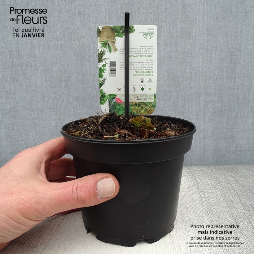 Ligusticum scothicum - Levistico Vaso da 1,5L/2L esemplare consegnato in inverno