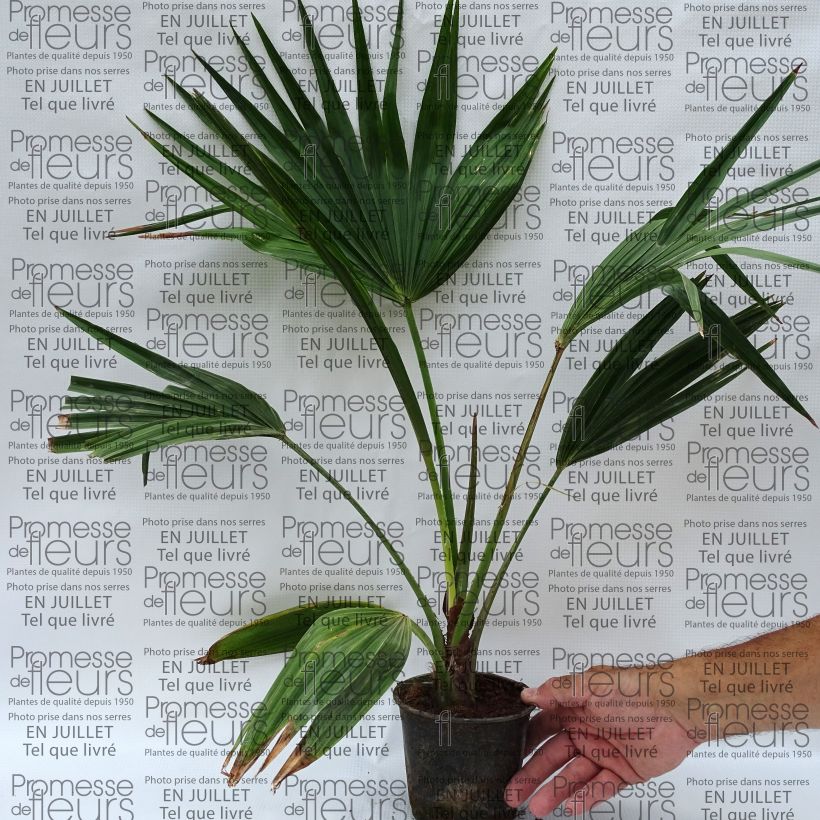 Esemplare di Livistona chinensis Vaso da 7,5L/10L consegnato in estate