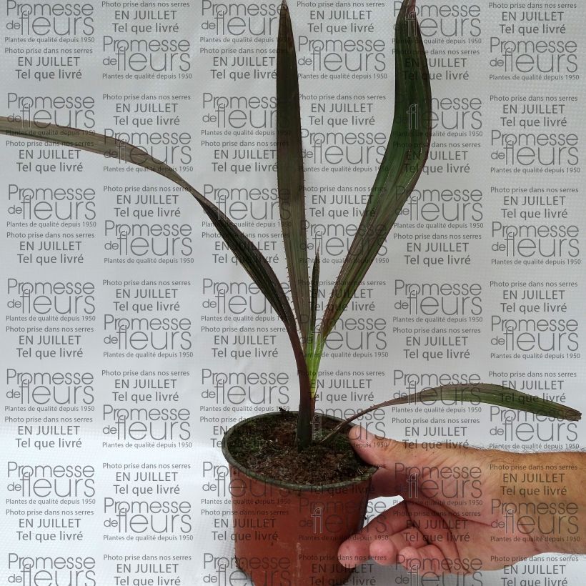 Esemplare di Livistona mariae - Palmier chou d'Australie Pot de 12 cm consegnato in estate