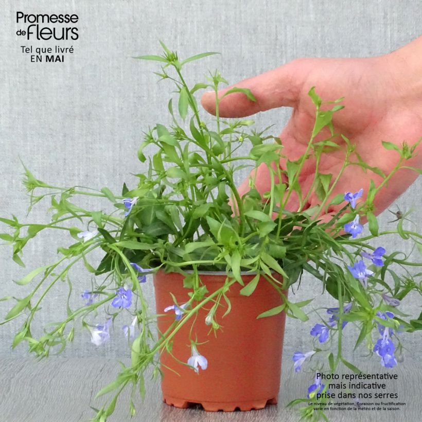 Lobelia Anabel Blue Vasetto da 8/9 cm esemplare consegnato in primavera