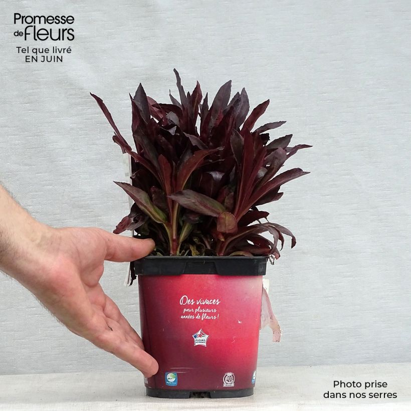 Esemplare di Lobelia Queen Victoria Vaso da 2L/3L consegnato in estate