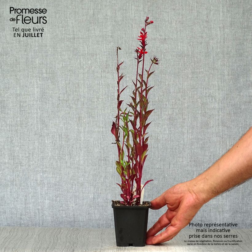 Esemplare di Lobelia Starship Scarlet Vasetto da 8/9 cm consegnato in estate