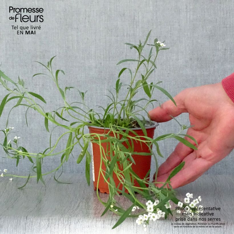Lobularia maritima Snow Princess - Alisso marittimo Vasetto da 8/9 cm esemplare consegnato in primavera