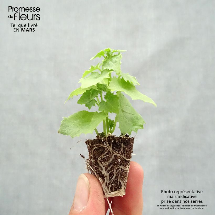 Lophospermum scandens Album mini zolla... esemplare consegnato in primavera