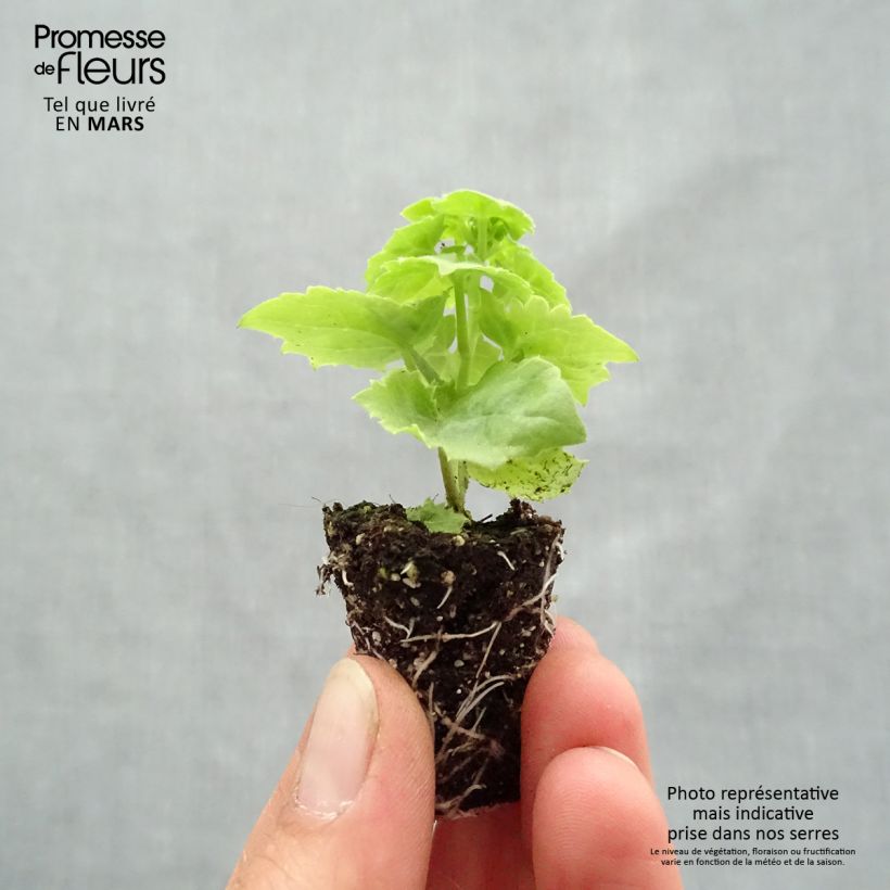 Lophospermum scandens Rosea mini zolla... esemplare consegnato in primavera
