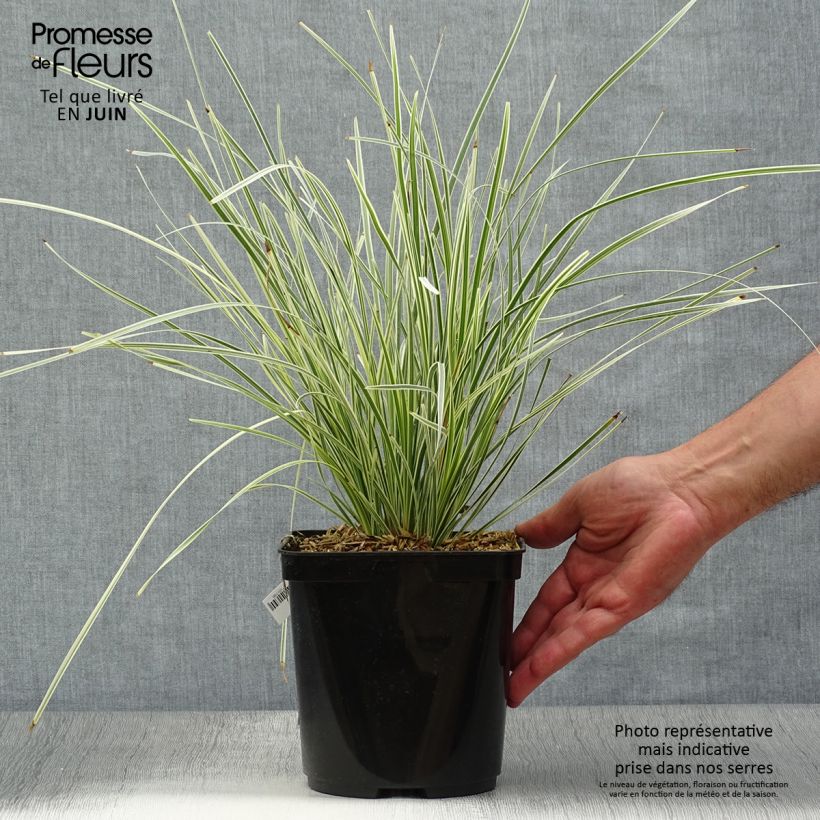 Esemplare di Lomandra longifolia Fan burgundy Vaso da 2L/3L consegnato in estate
