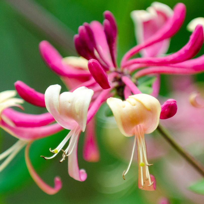 Lonicera japonica Dart's world - Caprifoglio giapponese (Fioritura)