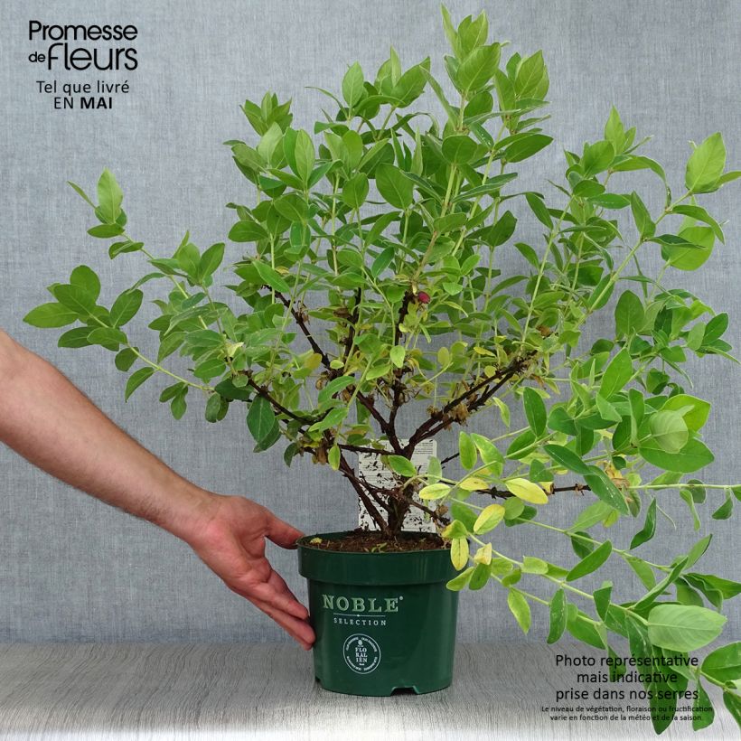 Mirtillo siberiano - Blue Velvet Vaso da 1,5L/2L, A cespuglio esemplare consegnato in primavera