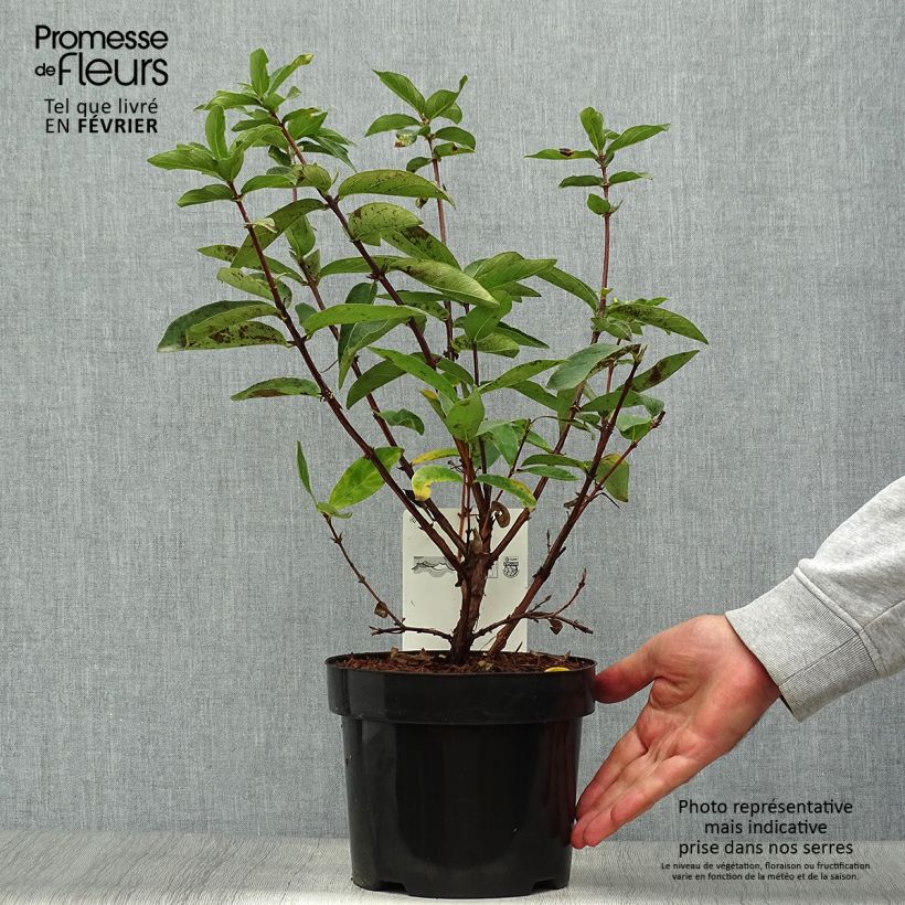 Esemplare di Mirtillo siberiano - Sweet Myberry 'Borealis' Vaso da 3L/4L come consegnato in autunno
