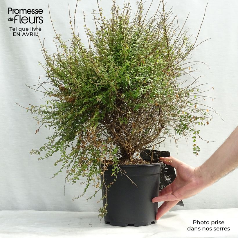 Lonicera nitida - Caprifoglio Vaso da 4L/5L esemplare consegnato in primavera
