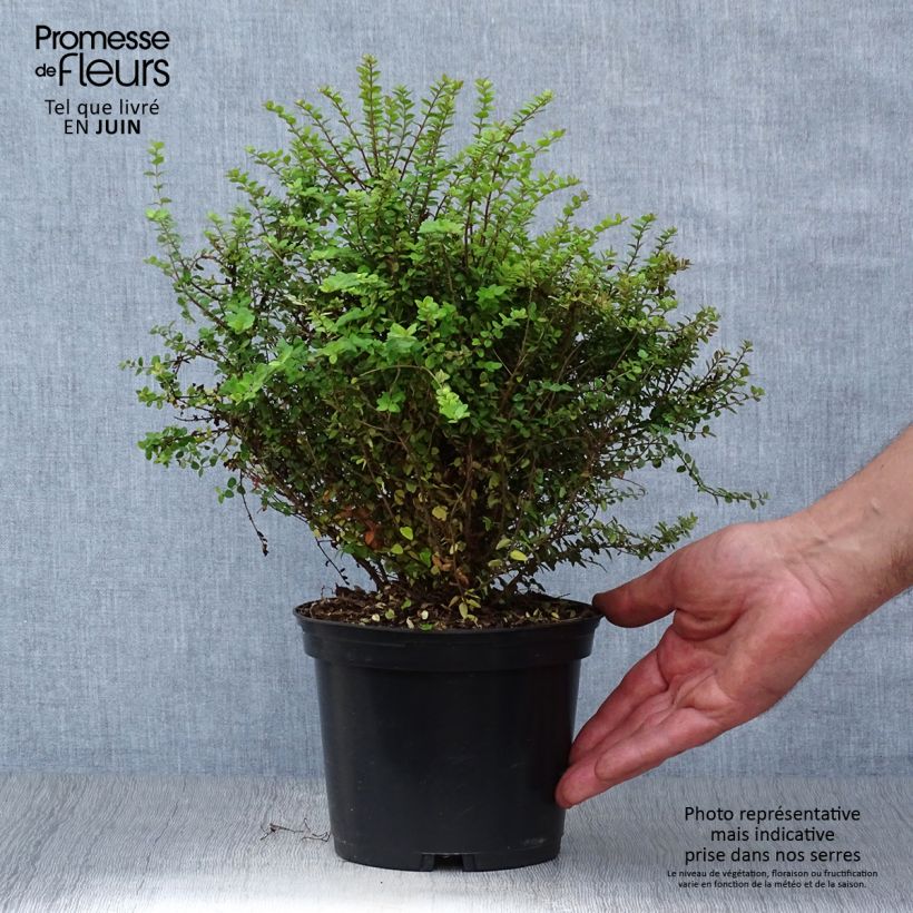 Esemplare di Lonicera nitida Baggesen's Gold Vaso da 2L/3L consegnato in estate