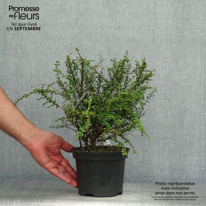 Esemplare di Lonicera nitida Garden Clouds Green Breeze Vaso da 4L/5L come consegnato in autunno