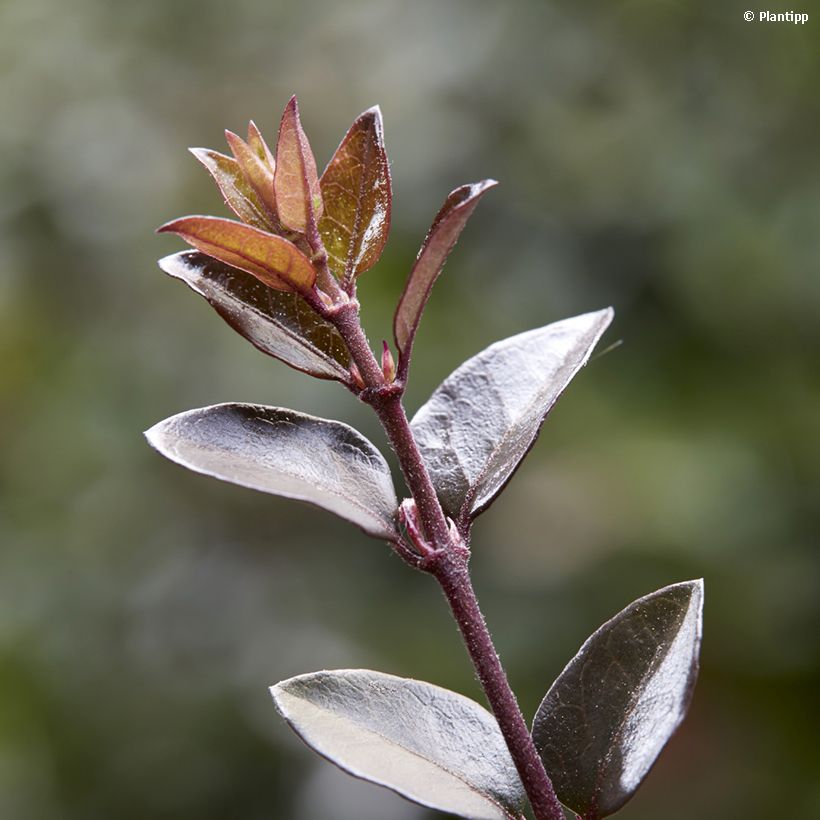Lonicera nitida Purple Storm (Fogliame)