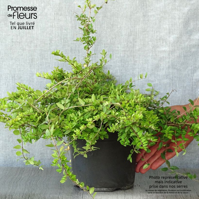 Esemplare di Lonicera nitida Maigrün Vaso da 1L/1,5L consegnato in estate
