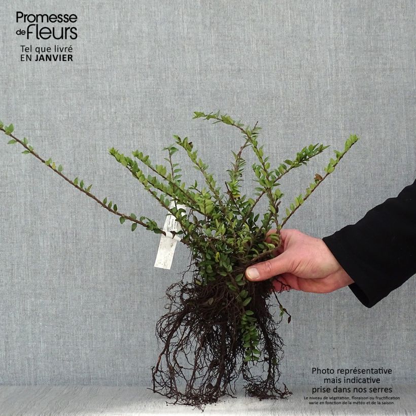 Lonicera nitida Maigrün Piante piccole a radice nuda esemplare consegnato in inverno