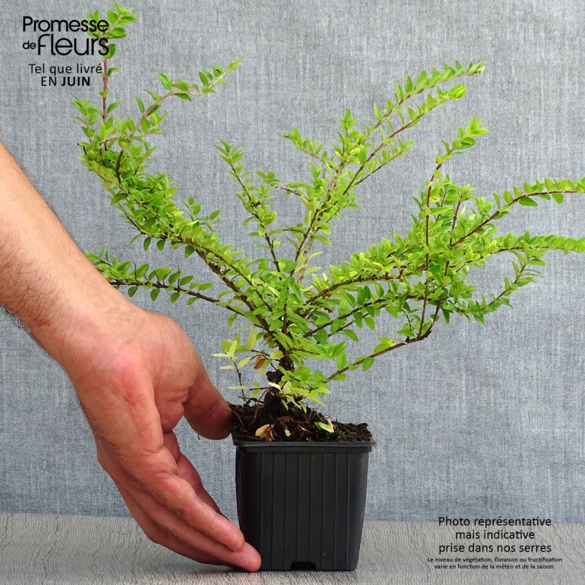 Esemplare di Lonicera nitida Maigrün Vasetto da 8/9 cm consegnato in estate