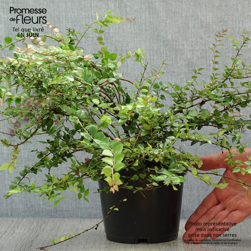 Esemplare di Lonicera nitida Red Tips Vaso da 2L/3L consegnato in estate