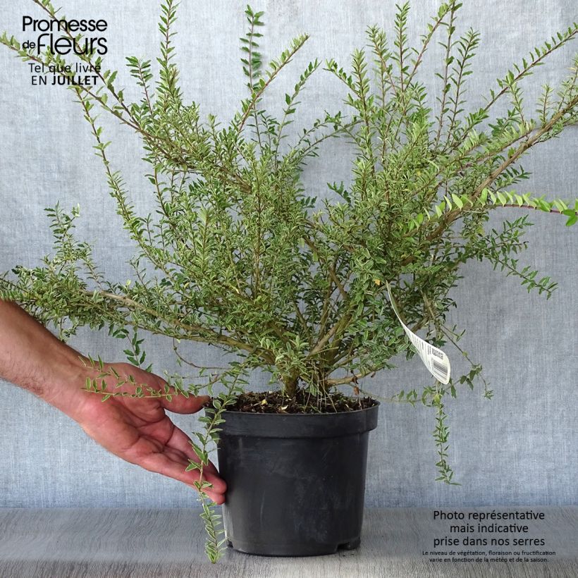 Esemplare di Lonicera nitida Silver Beauty Vaso da 2L/3L consegnato in estate