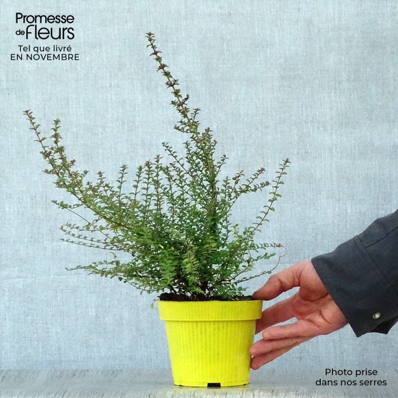 Esemplare di Lonicera nitida - Caprifoglio Vaso da 1L/1,5L come consegnato in autunno