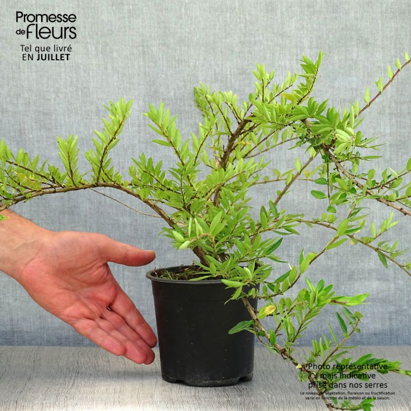 Esemplare di Lonicera pileata - Caprifoglio a cupola Vaso da 1L/1,5L consegnato in estate