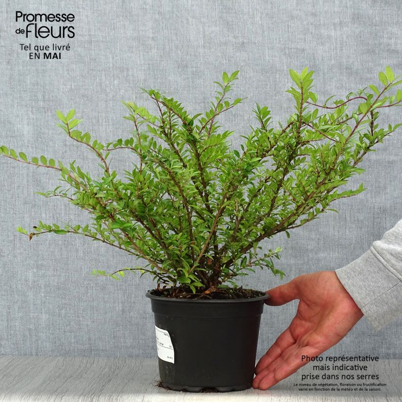 Lonicera pileata - Caprifoglio a cupola Vaso da 2L/3L esemplare consegnato in primavera
