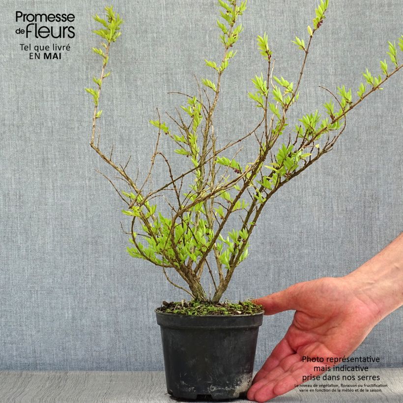 Lonicera pileata Mossgreen - Caprifoglio a cupola Vaso da 1L/1,5LAltezza consegnata circa 25/30cm esemplare consegnato in primavera