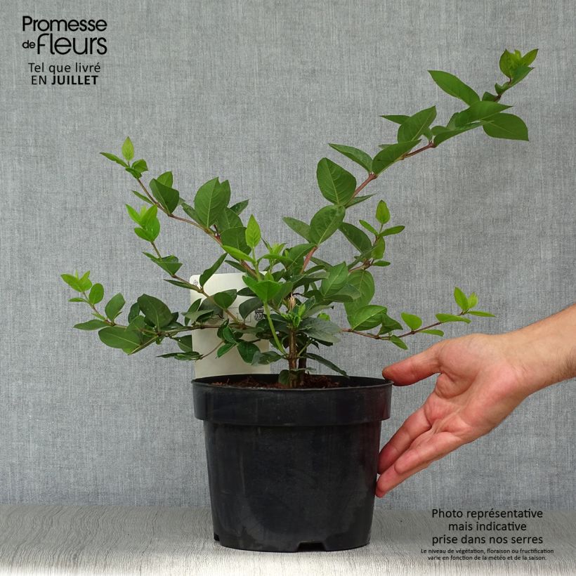 Esemplare di Lonicera purpusii Winter Beauty - Caprifoglio Vaso da 3L/4L consegnato in estate