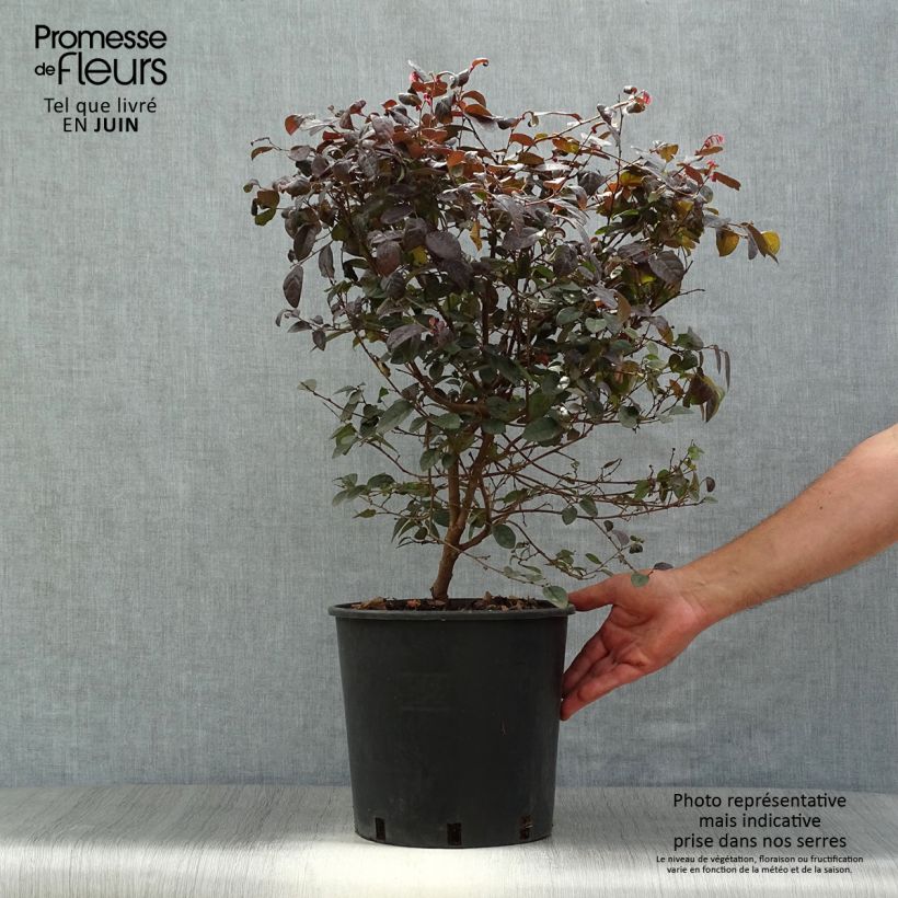 Esemplare di Loropetalum chinense Fire dance Vaso da 7,5L/10L consegnato in estate