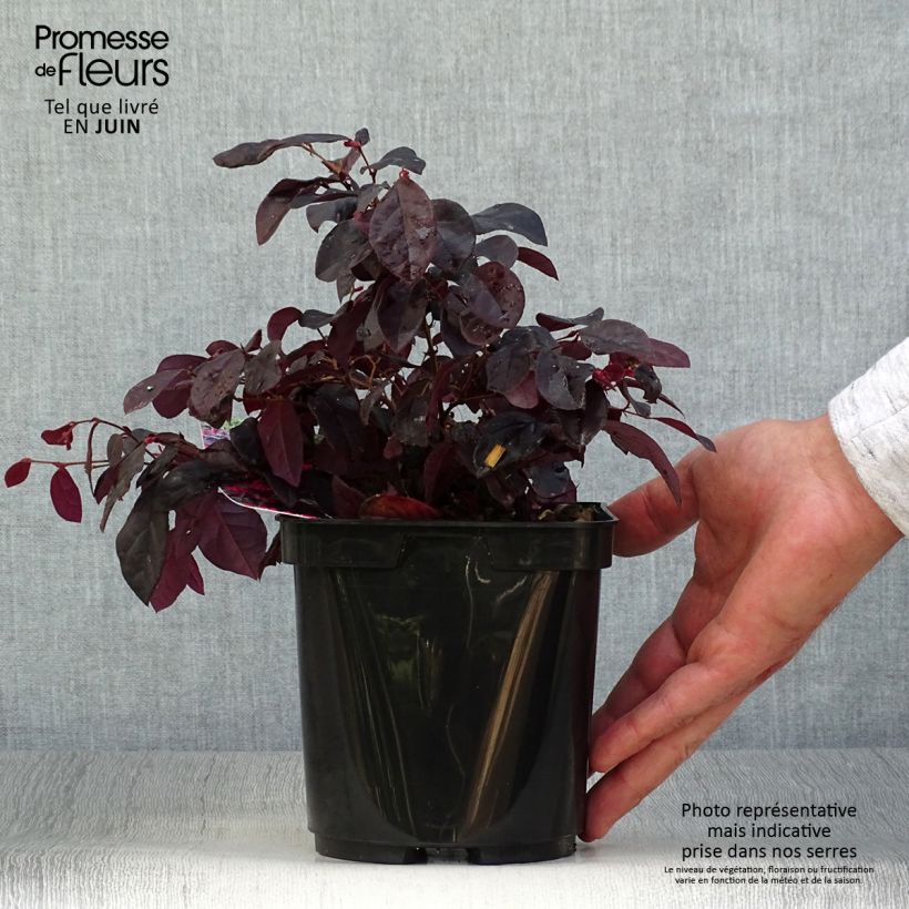 Esemplare di Loropetalum chinense Black Pearl Vaso da 1,5L/2L consegnato in estate