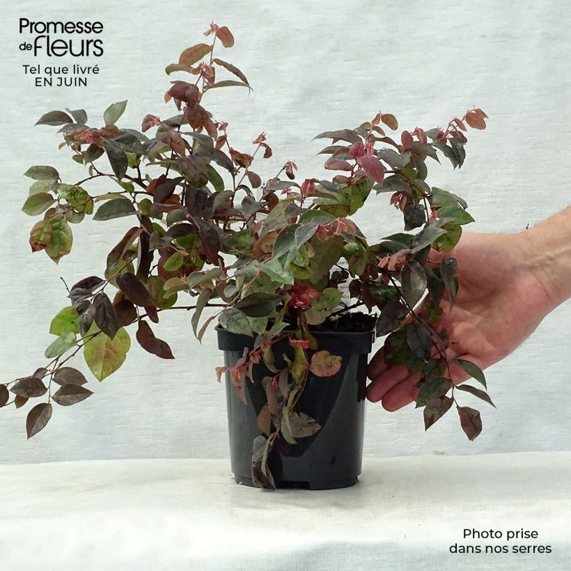 Esemplare di Loropetalum chinense Fire dance Vaso da 3L/4L consegnato in estate