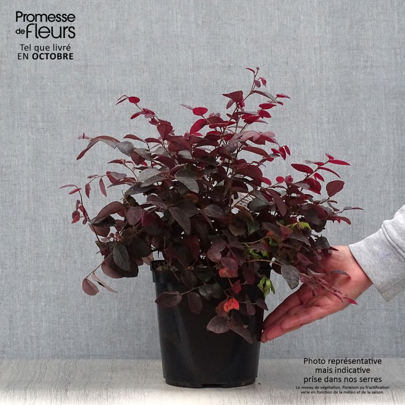 Esemplare di Loropetalum chinense var. rubrum Pipa's Red Vaso da 2L/3L come consegnato in autunno
