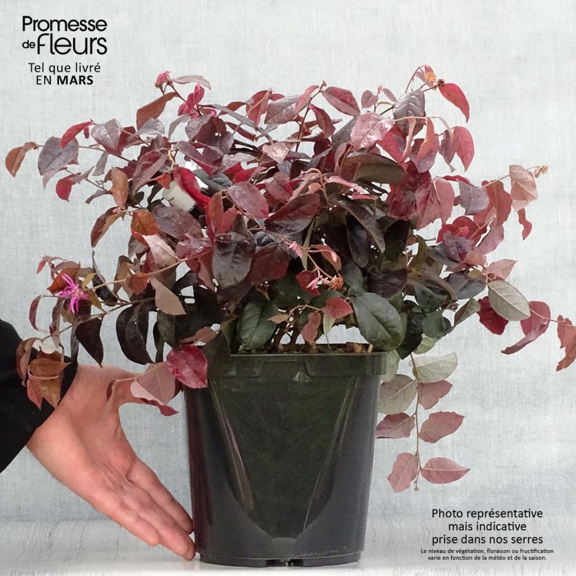 Loropetalum chinense var. rubrum Pipa's Red Vaso da 2L/3LAltezza consegnata circa 20/30cm esemplare consegnato in primavera