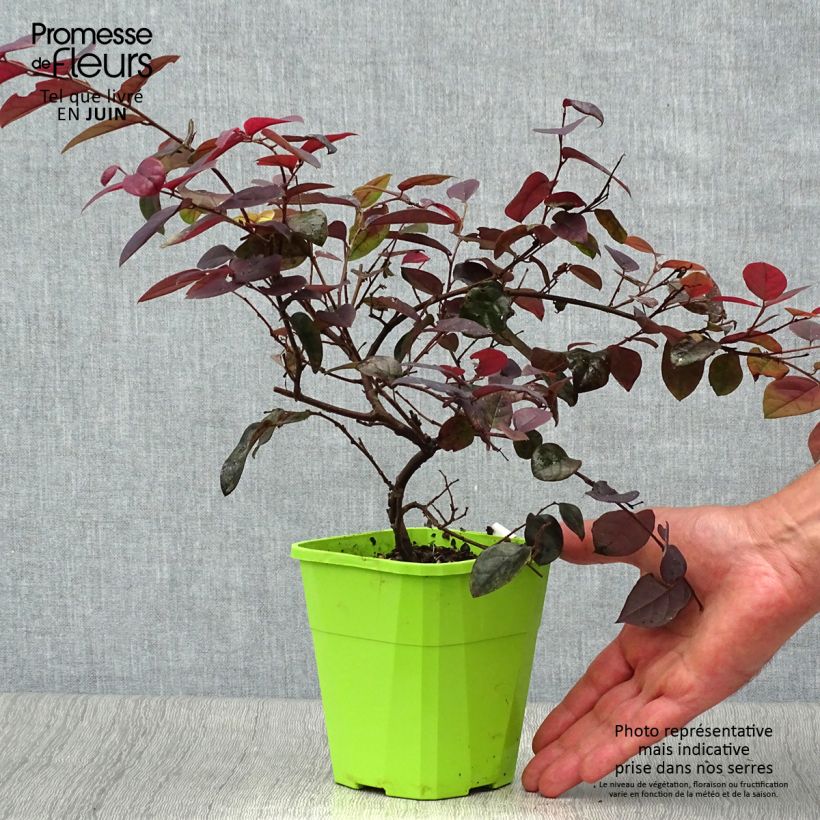 Esemplare di Loropetalum chinense var. rubrum Plum Gorgeous Vaso da 2L/3L consegnato in estate