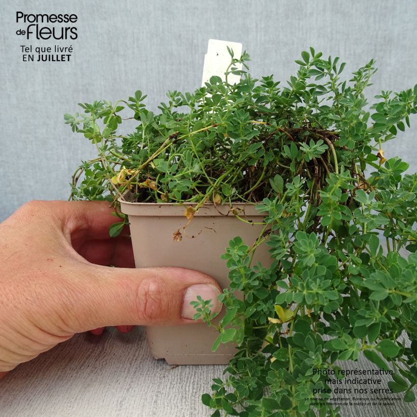 Esemplare di Lotus corniculatus Plenus - Ginestrino comune Vasetto da 8/9 cm consegnato in estate