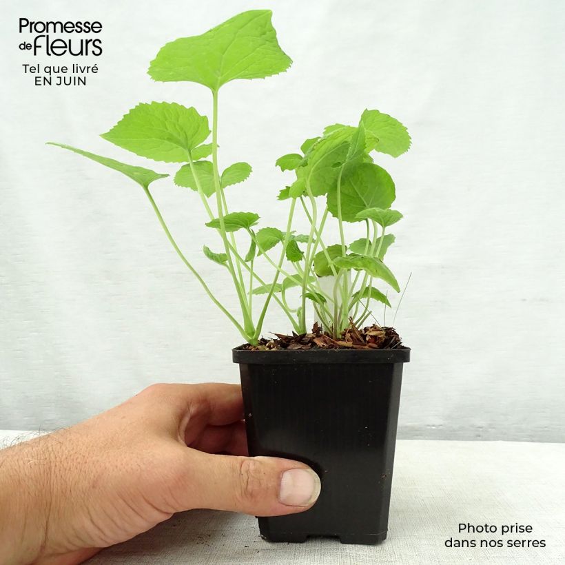 Esemplare di Lunaria rediviva - Lunaria comune Vasetto da 8/9 cm consegnato in estate
