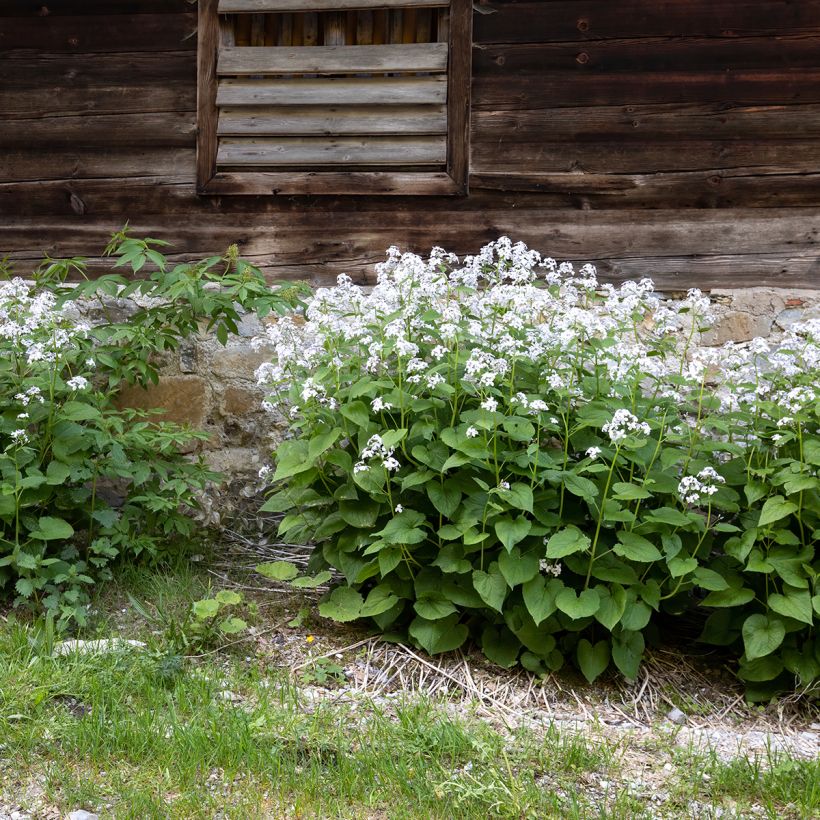 Lunaria rediviva - Lunaria comune (Porto)