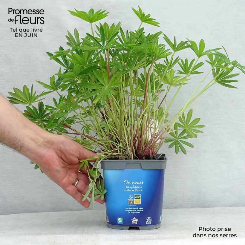 Esemplare di Lupinus Gallery Blue - Lupino Vaso da 2L/3L consegnato in estate