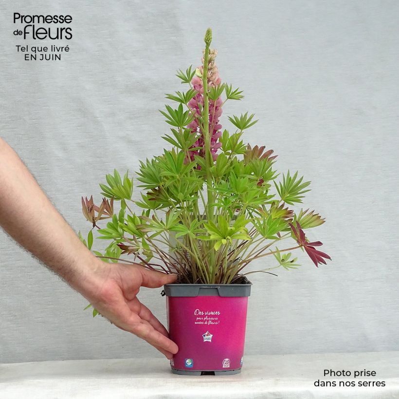 Esemplare di Lupinus Gallery Pink - Lupino Vaso da 2L/3L consegnato in estate